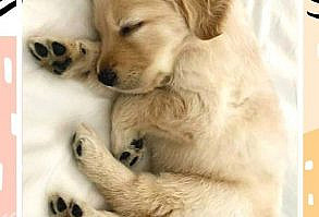 Découvrez l'histoire incroyable du Golden retriever. Son caractère de chien rigolo et mignon à la fois. #chien #chiens #chiot #chiots #g