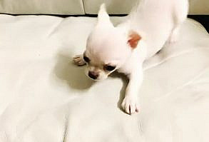 Top 20 Dumbest Dog Breeds ⚫⚫⚫ VISIT SITE TO LEARN MORE @ ThePetSupplyGuy.com