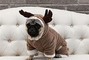 Christmas Dog Costume – Frenchie World Shop