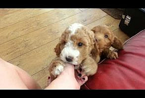 Watch These Beautiful Cockapoo Puppies Play