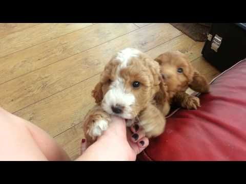 Watch These Beautiful Cockapoo Puppies Play