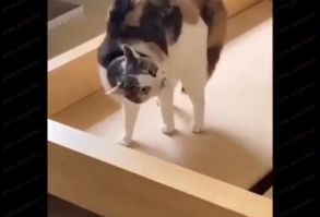 What exactly is this maneuver?