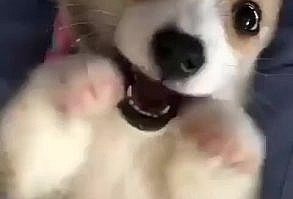 Cute Corgi Puppy|Cute Corgi Puppies|Funny Corgi Puppy|Funny Corgi Puppies|Cute Corgi Puppy Love|Cute Corgi Puppy Lover|Cute Corgi Puppy Lovers|Cute Corgi Pups|Cute Puppies|Funny puppies|Cute Pets|Cuteness Overload|Corgi lovers|Corgi community|Pembroke welsh corgi|Corgi Pictures|Obsessive Corgi Disorder|Corgi Baby|Corgi Puppy Pembroke Welsh|Corgi Funny|Cutest Puppies|#corgilovers #corgicommunity