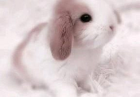 - 🎀 Cute bunny [Video] en 2021 | Recursos photoshop, Videos chistosos de risa, Animales gif