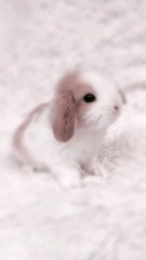 - 🎀 Cute bunny [Video] en 2021 | Recursos photoshop, Videos chistosos de risa, Animales gif