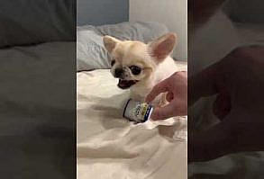 Cutest dog in the world #shorts #cutecats #funnycats #funny #cute #cats