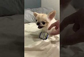 Cutest dog in the world #shorts #cutecats #funnycats #funny #cute #cats