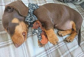 If you love dachshunds visit our blog! #doglovers. #dachshundcentral #doglover #dachshund #sausagedog