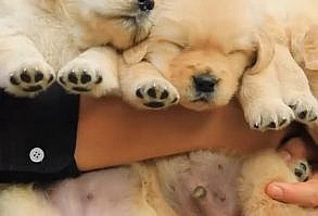 Every dog barks and it is the dog’s way of communication. But what about excessive barking? Barking is one of the important things to consider when you decide to bring home a dog.#Golden Retriever #pets #dog #puppy