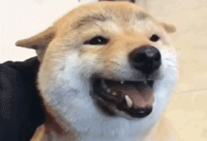 funny cute dog the tiktok sorriso cane amici divertente carino felice animale tiktokitalia migliori amici New GIF on Giphy #Dog #Pet #PetRescue