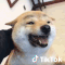 funny cute dog the tiktok sorriso cane amici divertente carino felice animale tiktokitalia migliori amici New GIF on Giphy #Dog #Pet #PetRescue