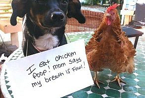 Dog confessions: Fowl Breath! | Dog Confessions: Fowl Breath
