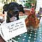 Dog confessions: Fowl Breath! | Dog Confessions: Fowl Breath