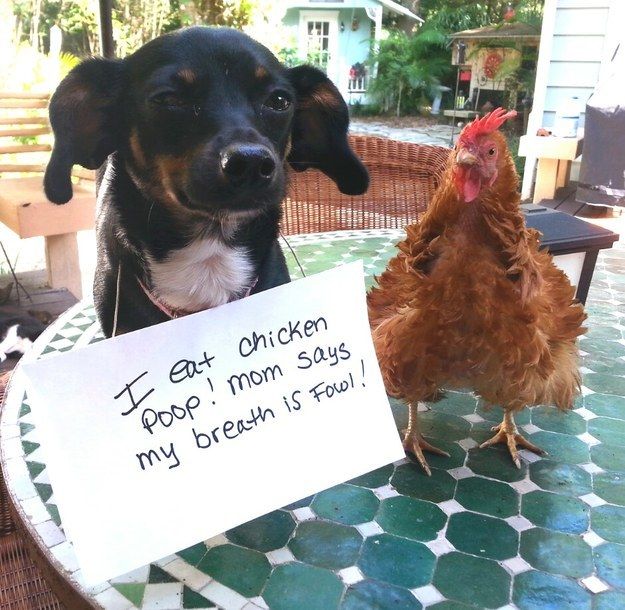 Dog confessions: Fowl Breath! | Dog Confessions: Fowl Breath