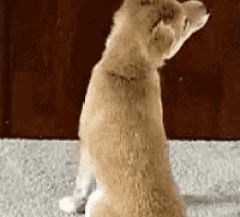 Dog Lol GIF - Dog Lol Wth GIFs