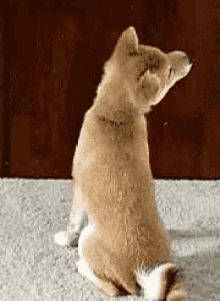 Dog Lol GIF - Dog Lol Wth GIFs