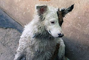 Dog Videos: Beautiful Rescue & Adoption Stories