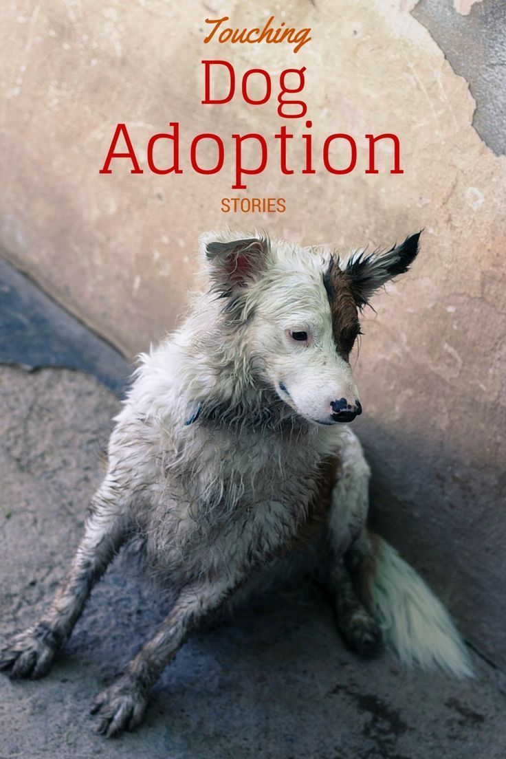 Dog Videos: Beautiful Rescue & Adoption Stories