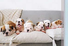 Are you a dog breeder? Then you know how much planning is actually involved. Stay organized with this dog breeder charts bundle. It has everything you need. Keep track of your dam's health and each litter she had, manage the whole litter with whelping records, temperature and weight charts, puppy medical records, and much more. Printable pet health records, pet care planner. #pethealth