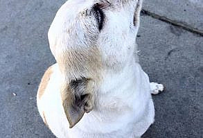 This person was left baffled by a dog who chose to follow them but refused to be stroked