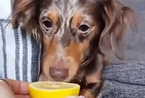 #animal #dog #lemon #funnydog #cutedog #dogvideo