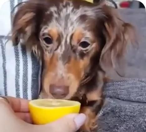 #animal #dog #lemon #funnydog #cutedog #dogvideo 