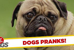 Dogs Get Pranked ! - Best of Just for Laughs Gags