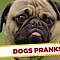 Dogs Get Pranked ! - Best of Just for Laughs Gags