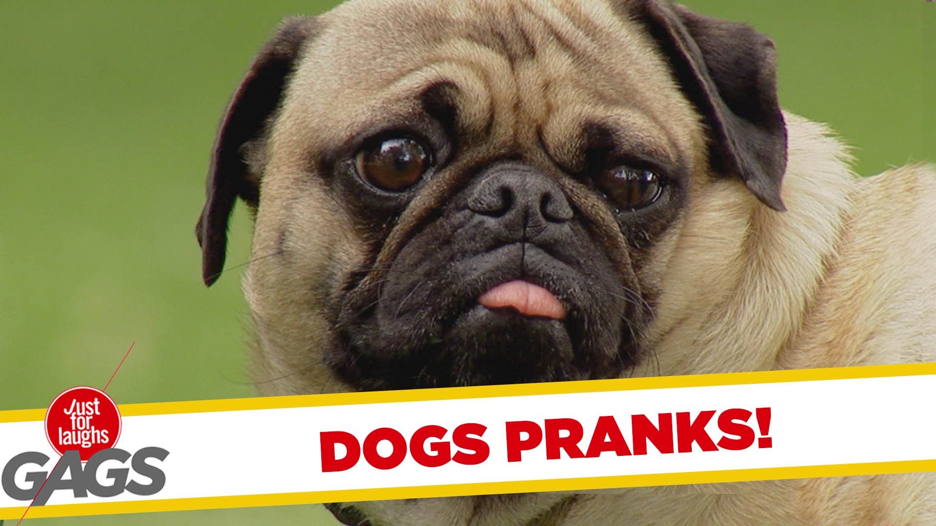 Dogs Get Pranked ! - Best of Just for Laughs Gags