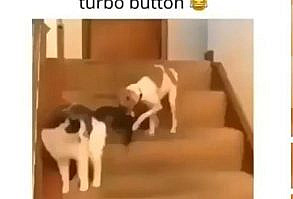 Funny Dog and Cat ❤️😂🤣 - Most Funniest Cute Dog and cat Reaction Video #1 | Animals Entertainment Compilation