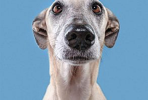 Dog Portrait Photography by Elke Vogelsang