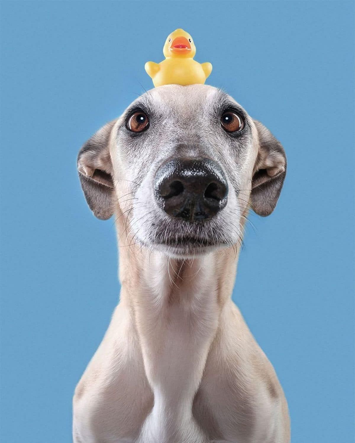 Dog Portrait Photography by Elke Vogelsang