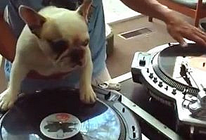 Dog DJing - Funny Bulldog Video - Woman's Day...You have to see this!