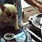 Dog DJing - Funny Bulldog Video - Woman's Day...You have to see this!