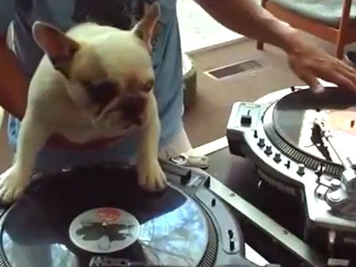 Dog DJing - Funny Bulldog Video - Woman's Day...You have to see this!