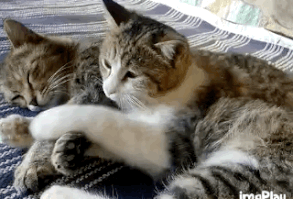 DoritosAlaTutti  GIF