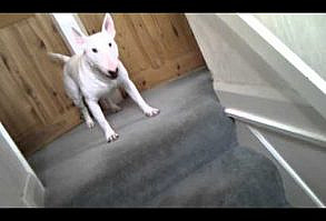 Are you looking for a dog that will not bark all the time? No breed is perfect, but pictures, videos, and a description of each breed will help you decide if that dog is right for you!