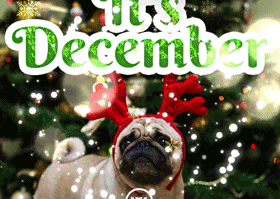 WordsJustforYou.com - Animated Gifs For Birthday, Christmas, New Year And More!