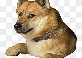German Spitz Mittel Dog Mammal Vertebrate Dog Breed - Doge, HD Png Download - doge head png