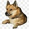 German Spitz Mittel Dog Mammal Vertebrate Dog Breed - Doge, HD Png Download - doge head png