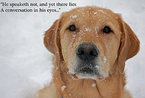 Funny Animal Pictures With Sayings Biography   Source:-(Google.com.pk)    Like Christmas, Easter, Halloween, New Year’s and other holidays...