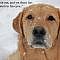 Funny Animal Pictures With Sayings Biography   Source:-(Google.com.pk)    Like Christmas, Easter, Halloween, New Year’s and other holidays...