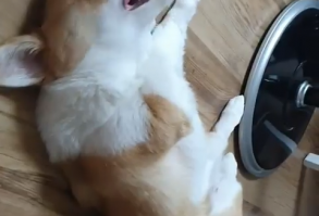 Funny Corgi Dog video|Funny Corgi video|Funny Animal Video|Funny Pet video|Funny Corgi Puppy Video| Funny Dog Videos|Funny Pet Videos| #Funnypetvideos #corgi #corgis #funnypets