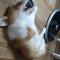Funny Corgi Dog video|Funny Corgi video|Funny Animal Video|Funny Pet video|Funny Corgi Puppy Video| Funny Dog Videos|Funny Pet Videos| #Funnypetvideos #corgi #corgis #funnypets