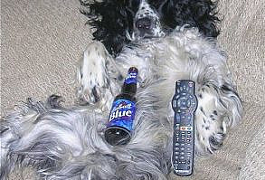 Ooff! Stanley's at it again.