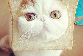 30+ Funny Happy Birthday Memes (Cake, Candles, Cat, Dog & Many)