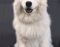 Its about a husky its handsome