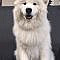 Its about a husky its handsome