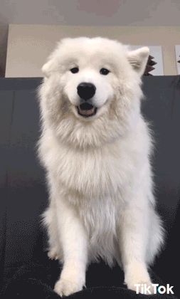 Its about a husky its handsome