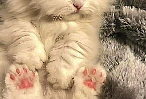 Gatito | Videos de animales chistosos, Gatos bonitos, Gatitos lindos